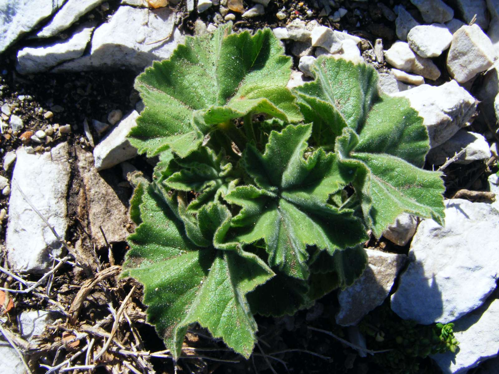 Lavatère arborescente