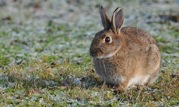 Lapin de garenne surpris