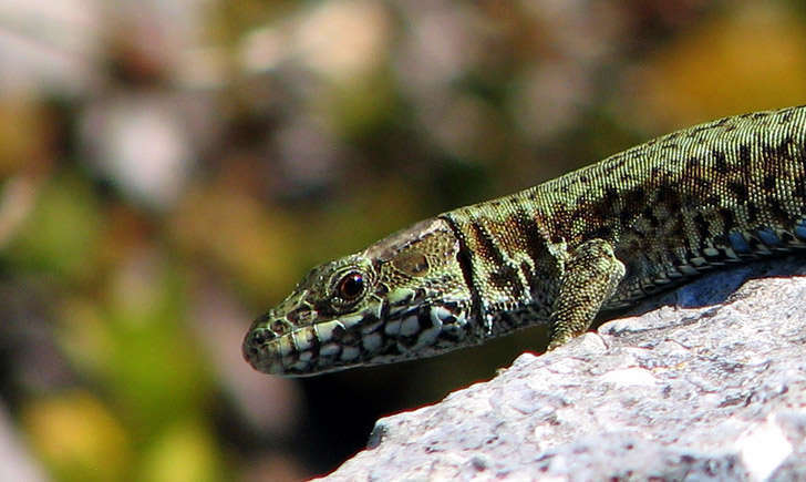 Lezard des murailles (crédit: pascal - Flickr)