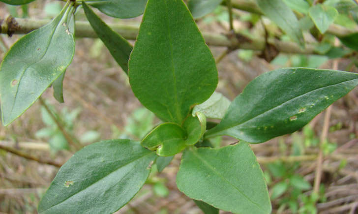 Lilas d`Espagne (Crédits : Franck.JULLIN - Tela Botanica)