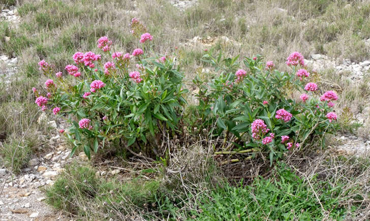 Lilas d`Espagne (Crédits : liliane.ROUBAUDI - Tela Botanica)