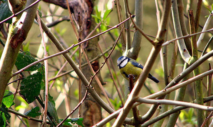 Mésange bleue (Crédits : garryknight - Flickr)