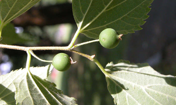 Micocoulier de Provence (crédit: Annick Larbouillat - Tela Botanica)