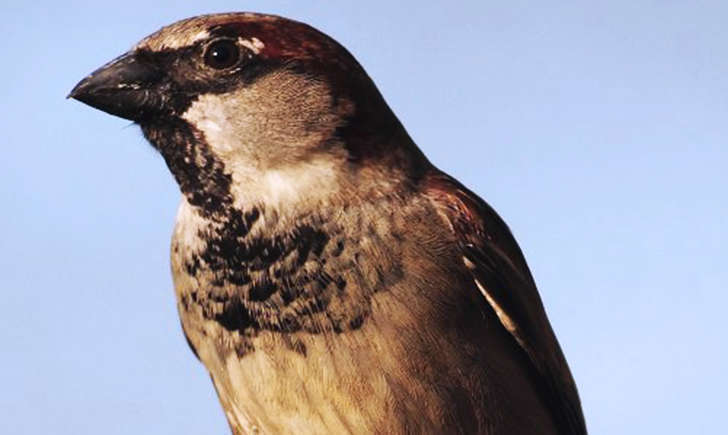 Moineau domestique