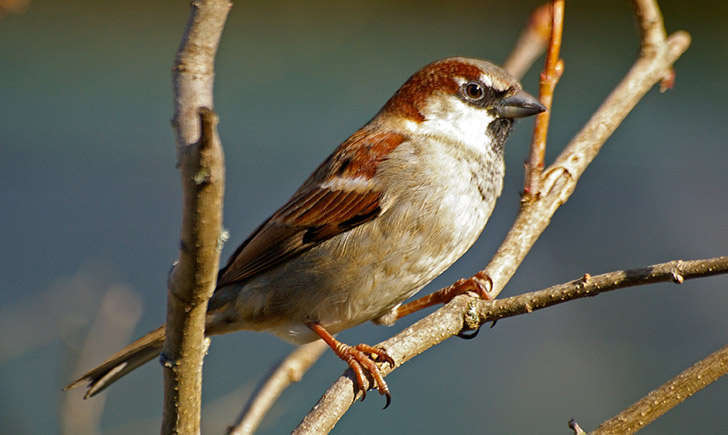 Moineau domestique (crédit: sybarite48 - Flickr)