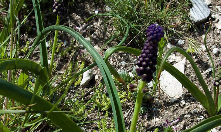 Muscari à toupet