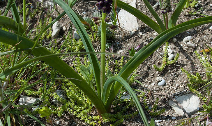 Muscari à toupet