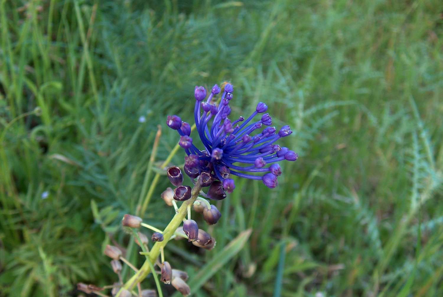 Muscari à toupet