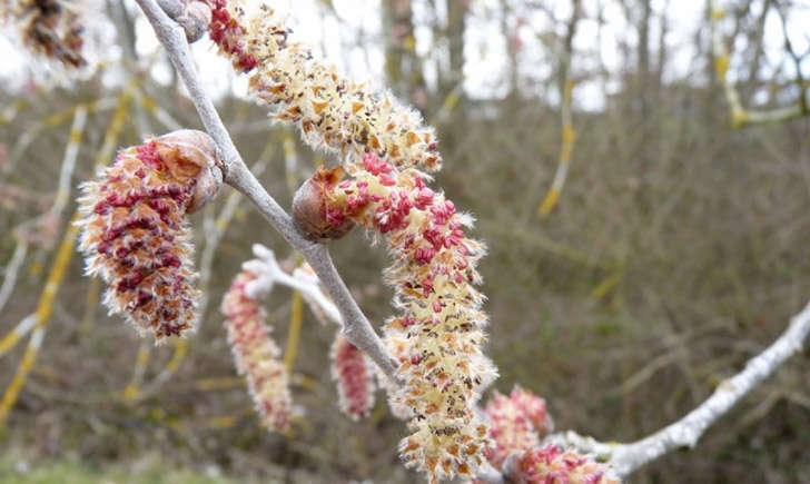 Peuplier blanc (crédit: Mathieu Menand - Tela Botanica)