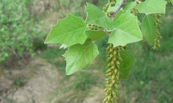 Peuplier blanc (crédit: Mathieu Menand - Tela Botanica)