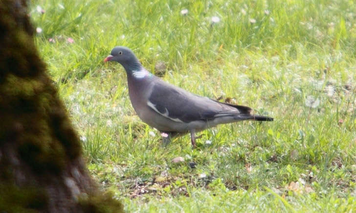 Pigeon ramier (crédit : Laurent Jégou - Flickr)