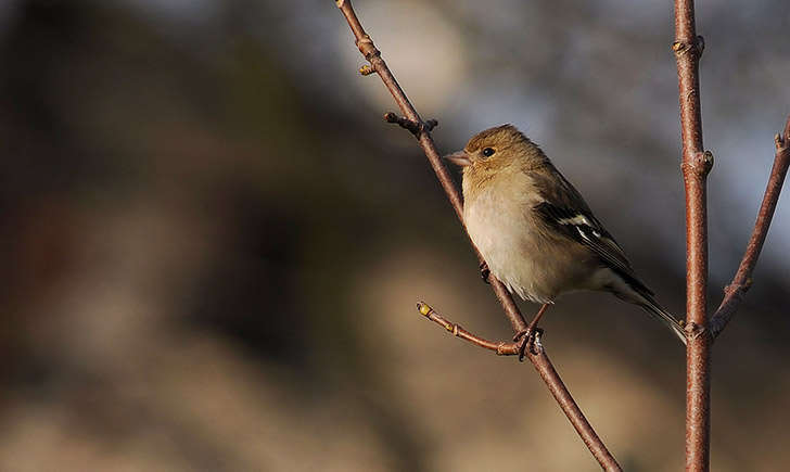 Pinson des arbres femelle