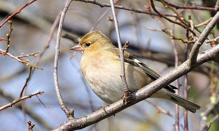 Pinson des arbres femelle (crédit: Opaluna - Flickr)