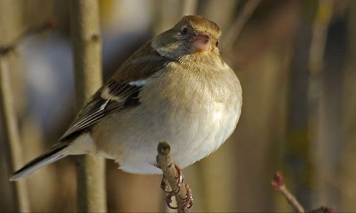 Pinson des arbres femelle (crédit: sybarite48 - Flickr)