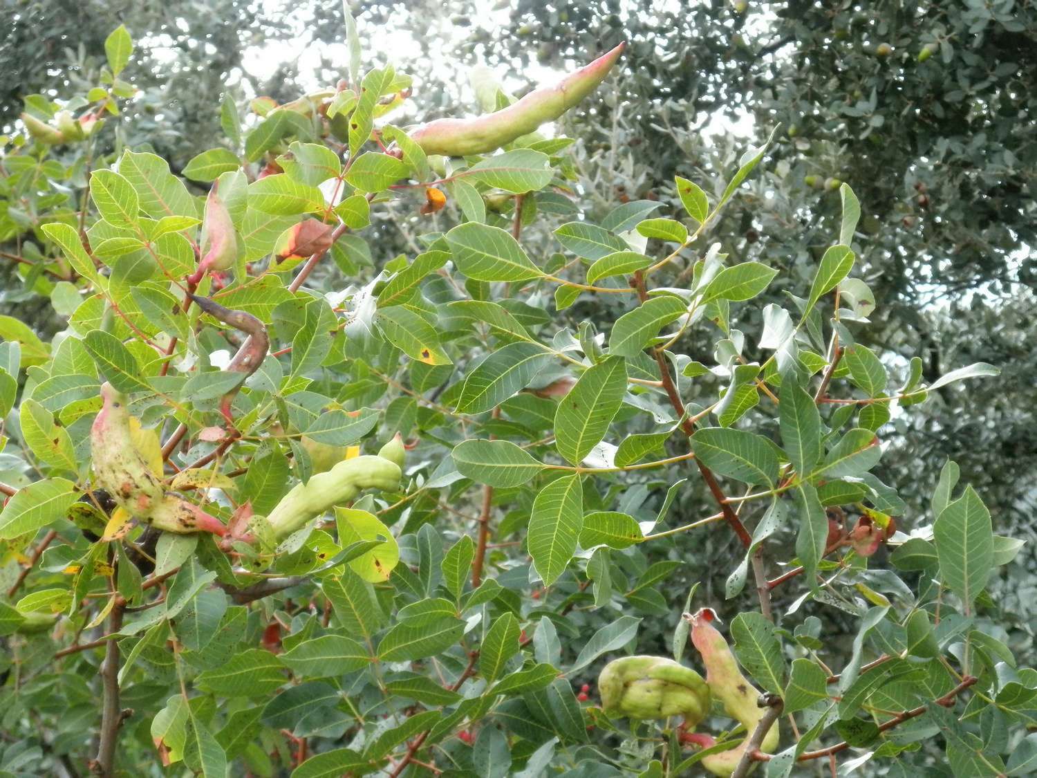 Pistachier térébinthe