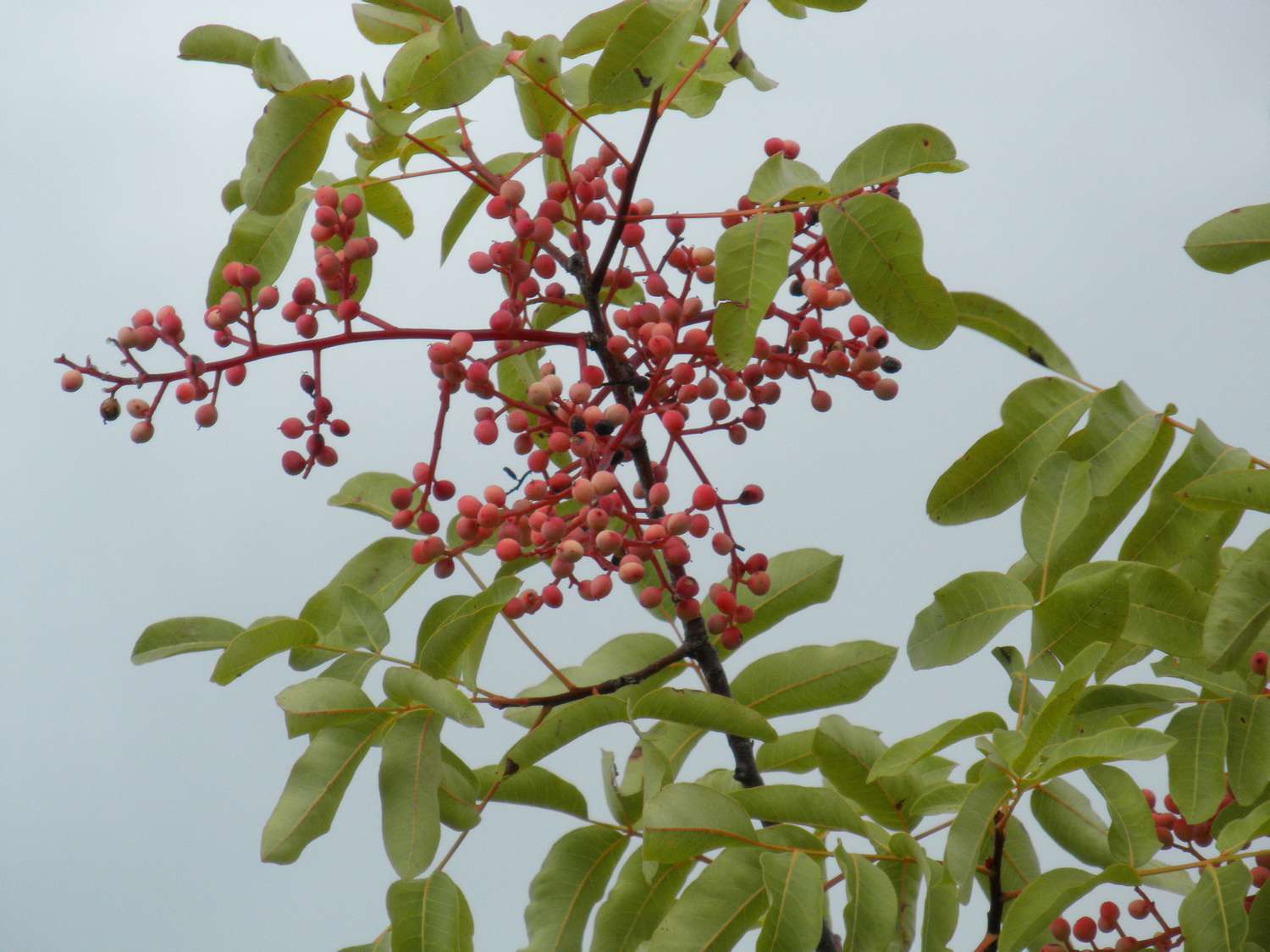 Pistachier térébinthe