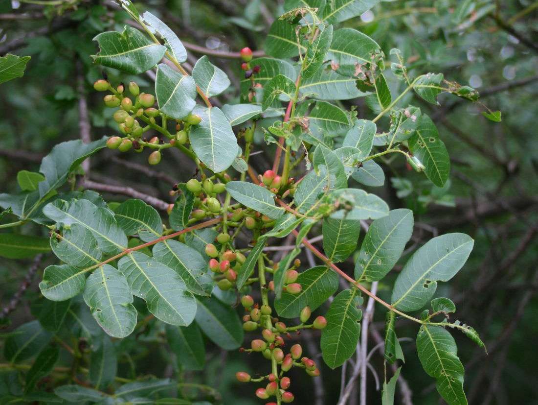 Pistachier térébinthe