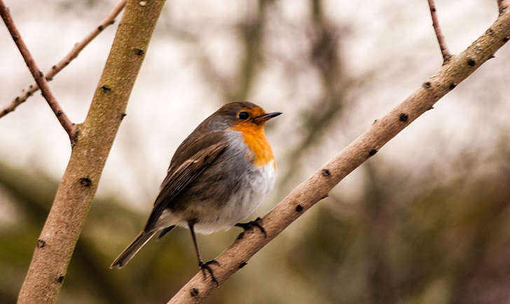 Rouge-gorge familier (crédit: @lain-G - Flickr)