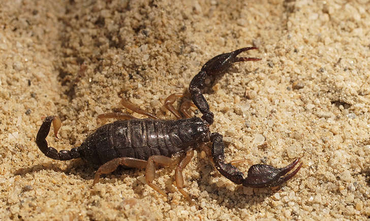 Scorpion à pattes jaunes