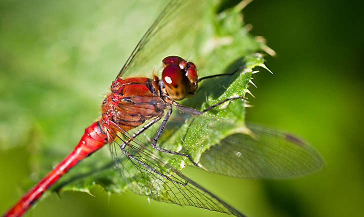 Sympétrum rouge (crédit: DidWee - Flickr)