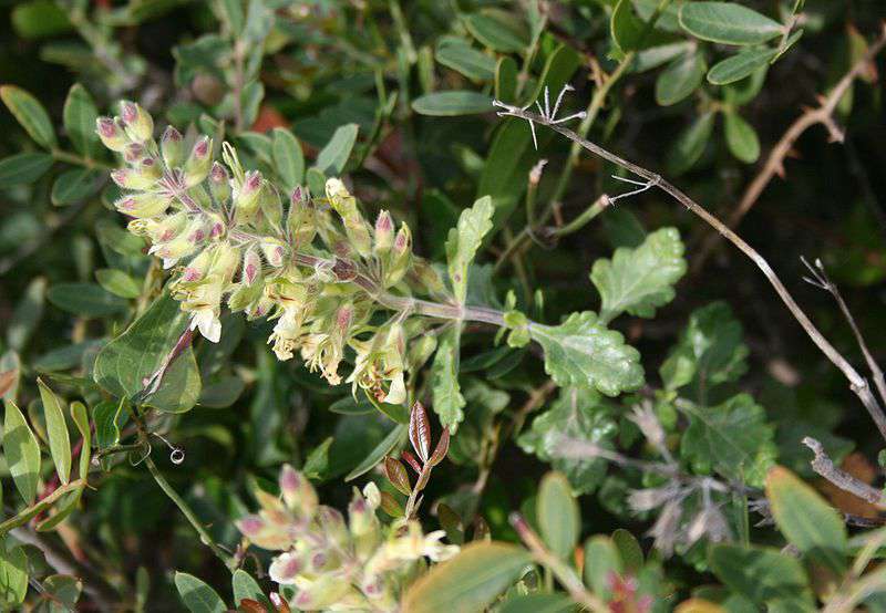 Teucrium flavum