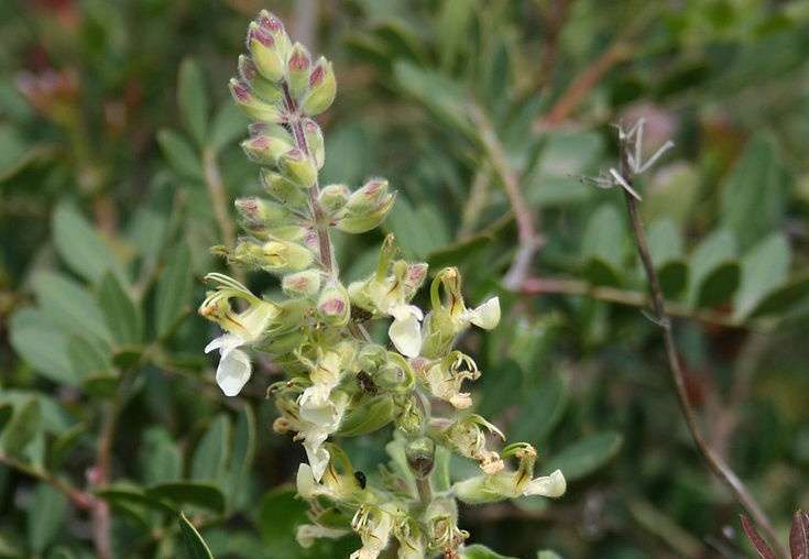 Teucrium flavum