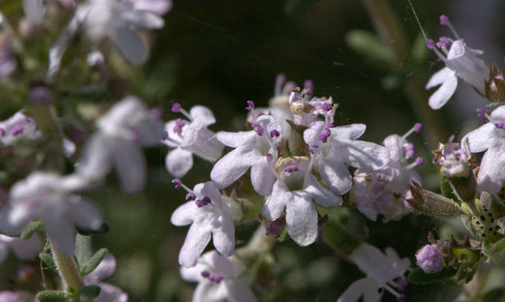 Thym commun (Crédits : jpm - Tela Botanica)