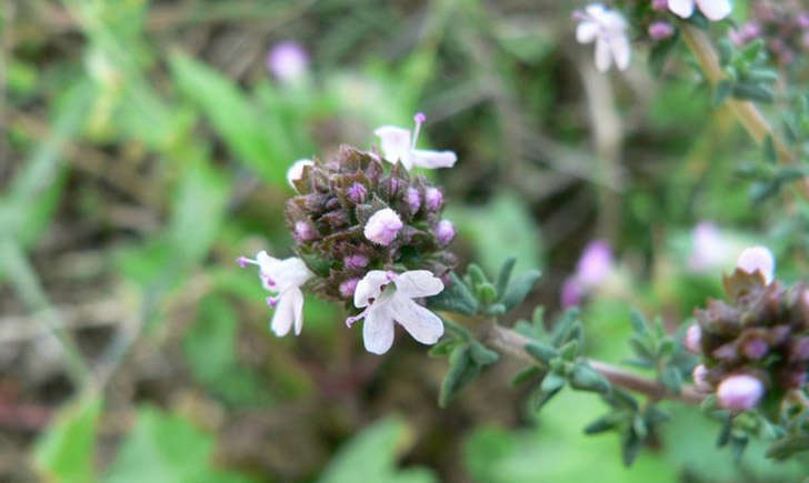 Thym commun (Crédits : Mathieu MENAUD - Tela Botanica)