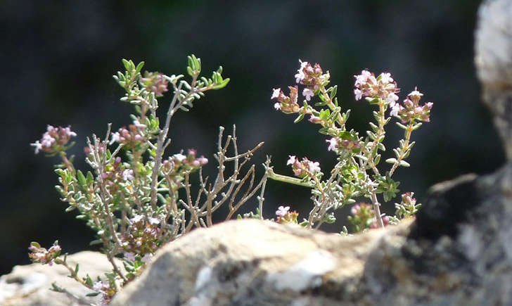 Thym commun (Crédits : Virginie PAYTAVI - Tela Botanica)