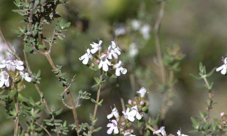 Thym commun (Crédits : jpm - Tela Botanica)