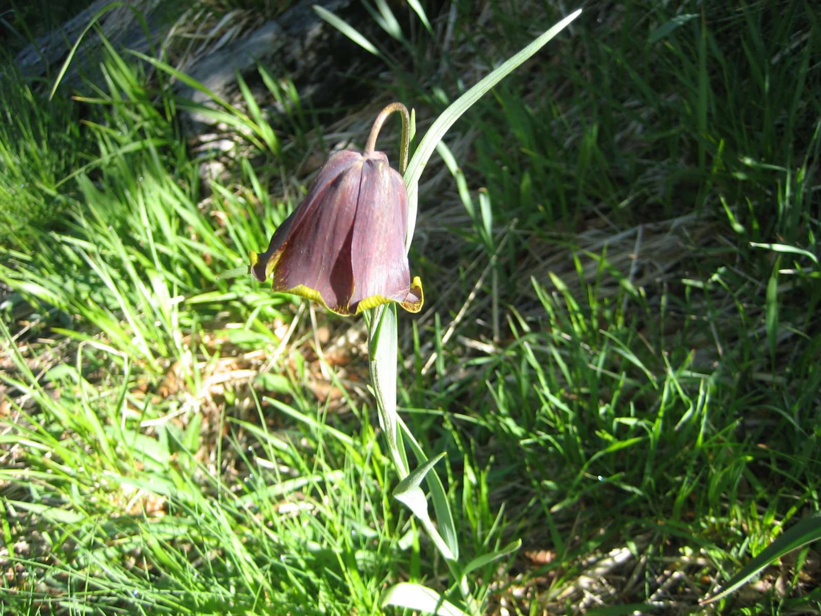 Fritillaire des Pyrénées (crédits: evelyne Liauzun)