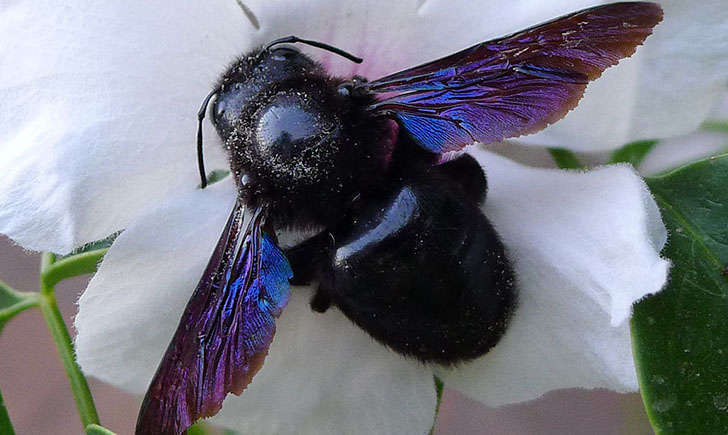 Abeille charpentière (Crédits : Gailhampshire - Flikr)