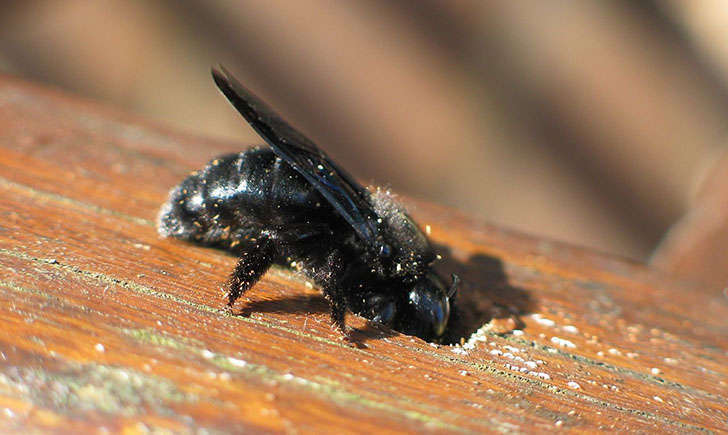 Abeille charpentière (Crédits : DocteurCosmos - Wikipedia)