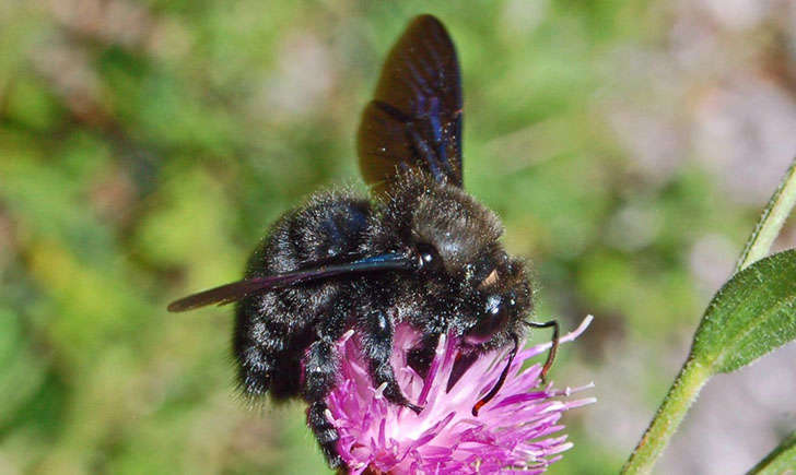 Abeille charpentière (Crédits : Ettore Balocchi - Flikr)