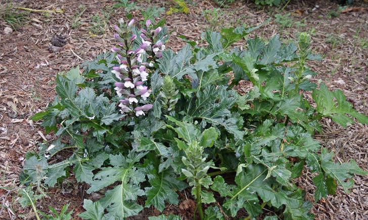 Acanthe à feuilles molles (Crédits : Cédric Seguin - Natural Solutions)