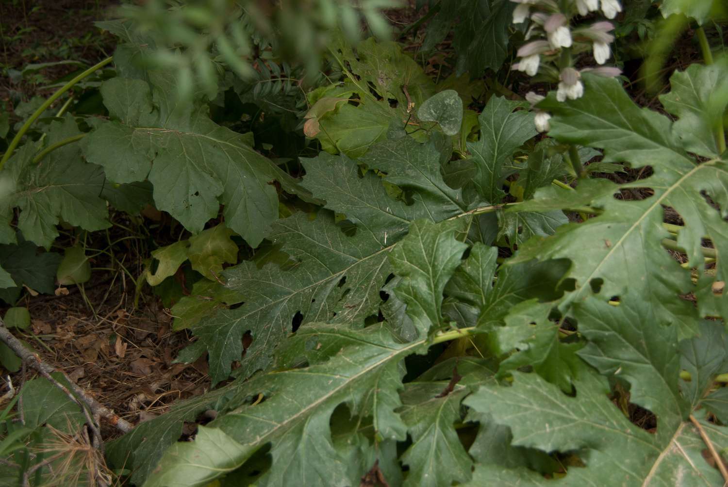 Acanthe à feuilles molles (Crédits : Cédric Seguin - Natural Solutions)