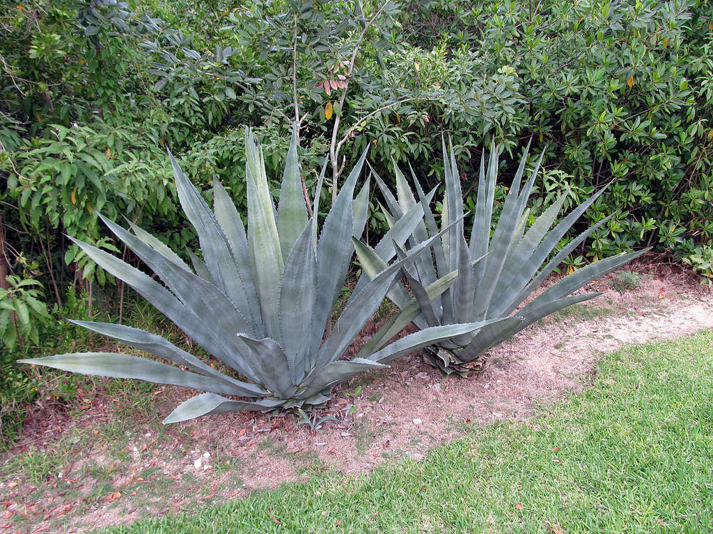 Agave d'Amérique (Crédits : Sandra Bonnot)