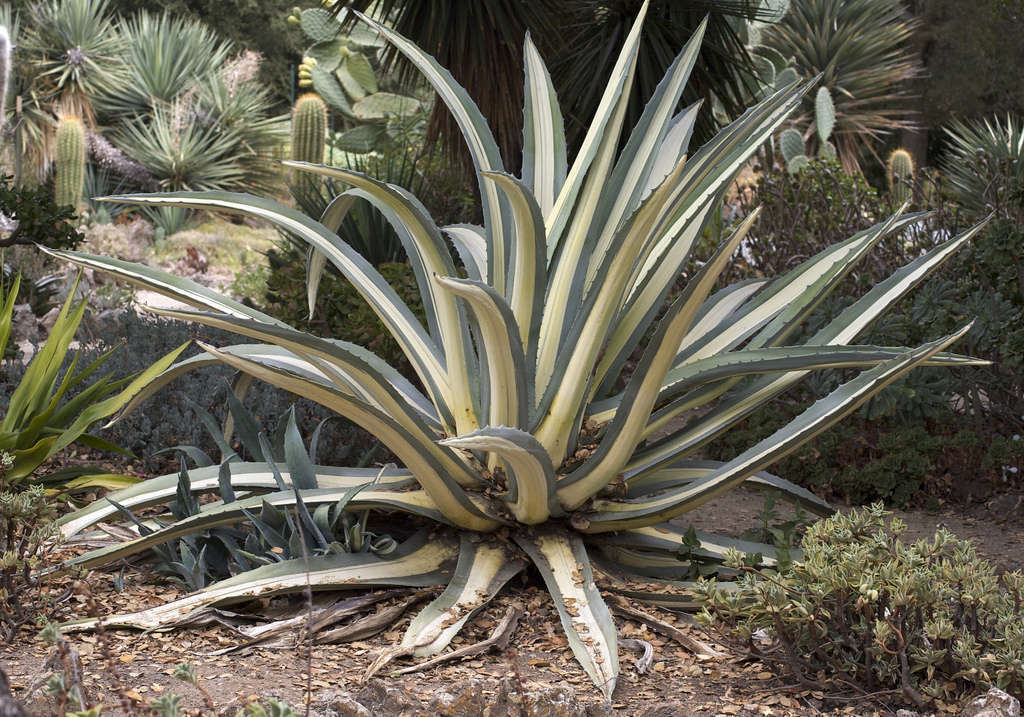 Agave d'Amérique (Crédits : Sandra Bonnot)