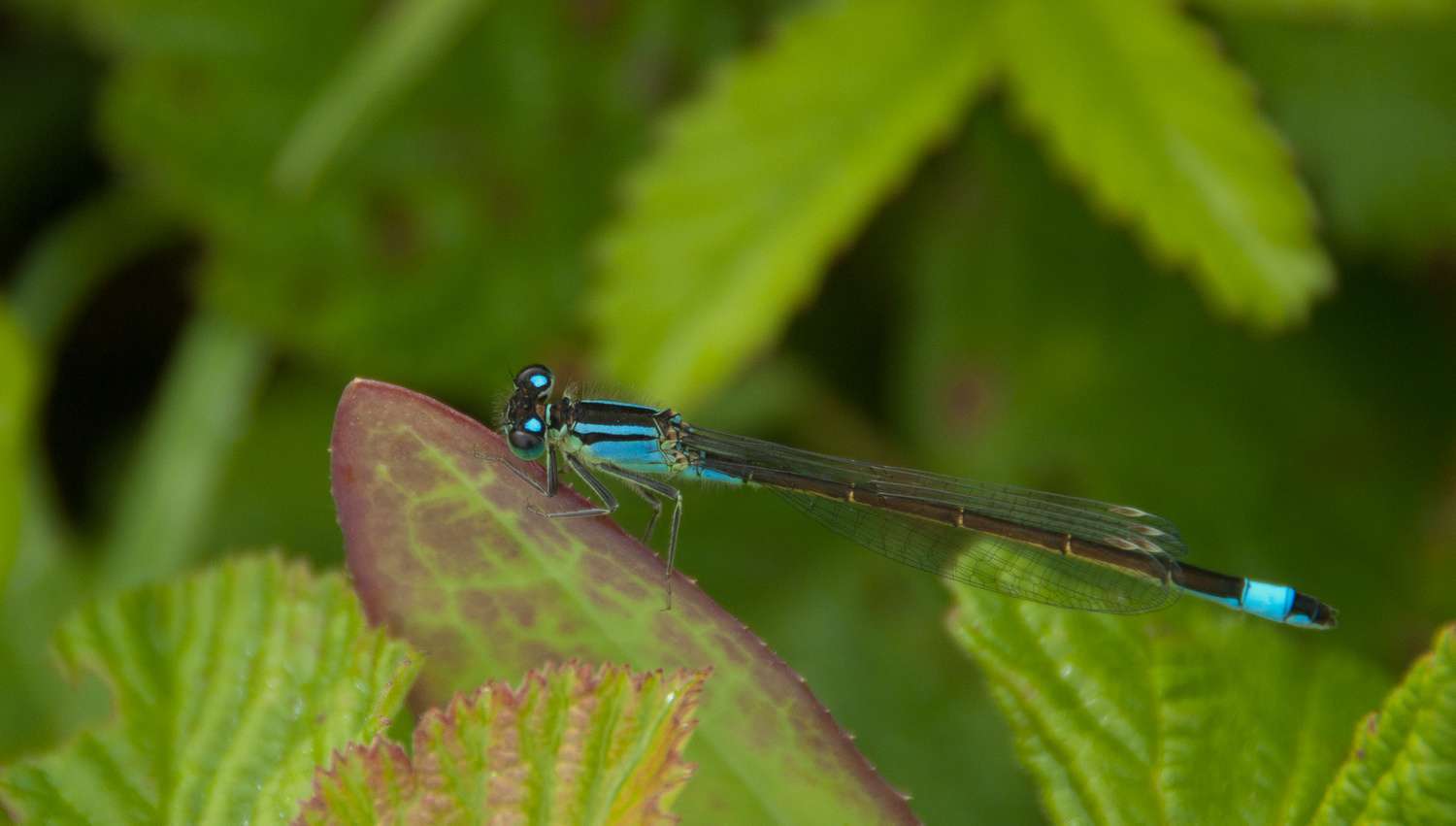 Agrion