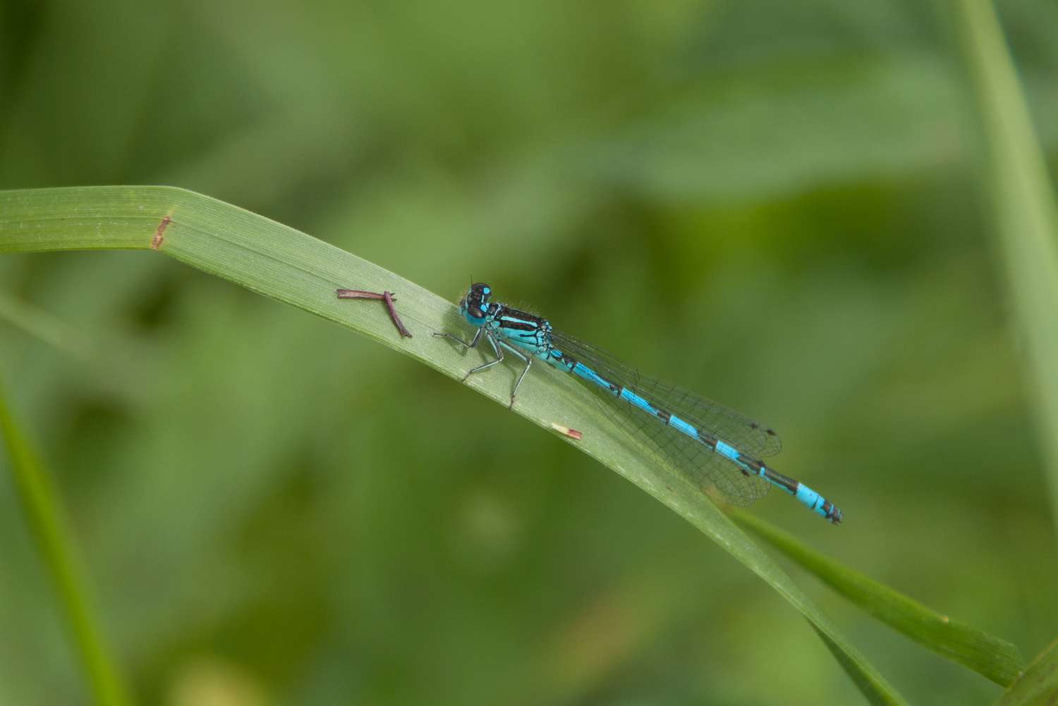 Agrion