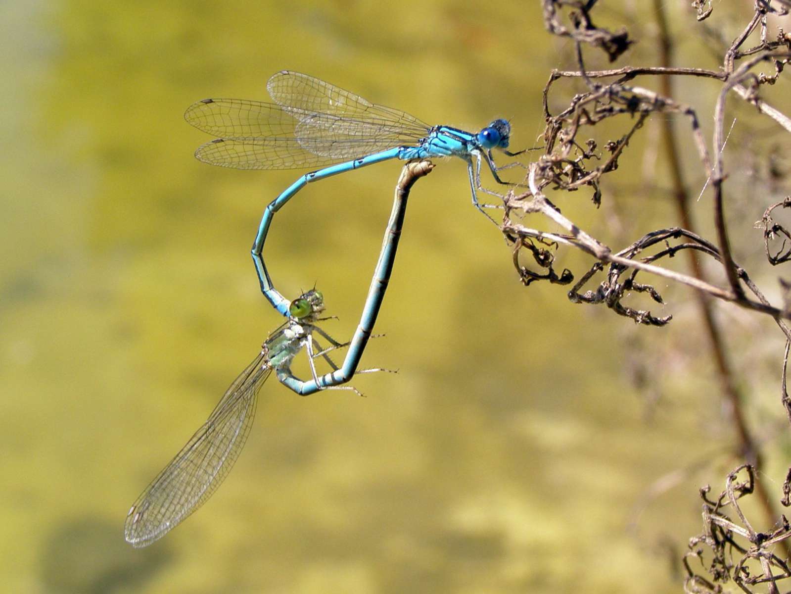 Agrion de Mercure - accouplement