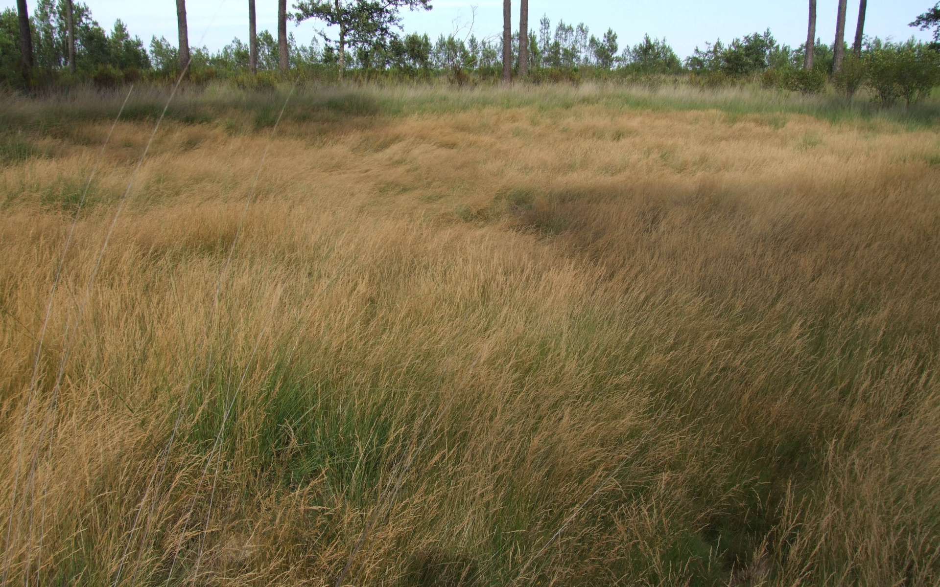 Agrostis des chiens (Crédits: Jérôme Fouert-Pouret)