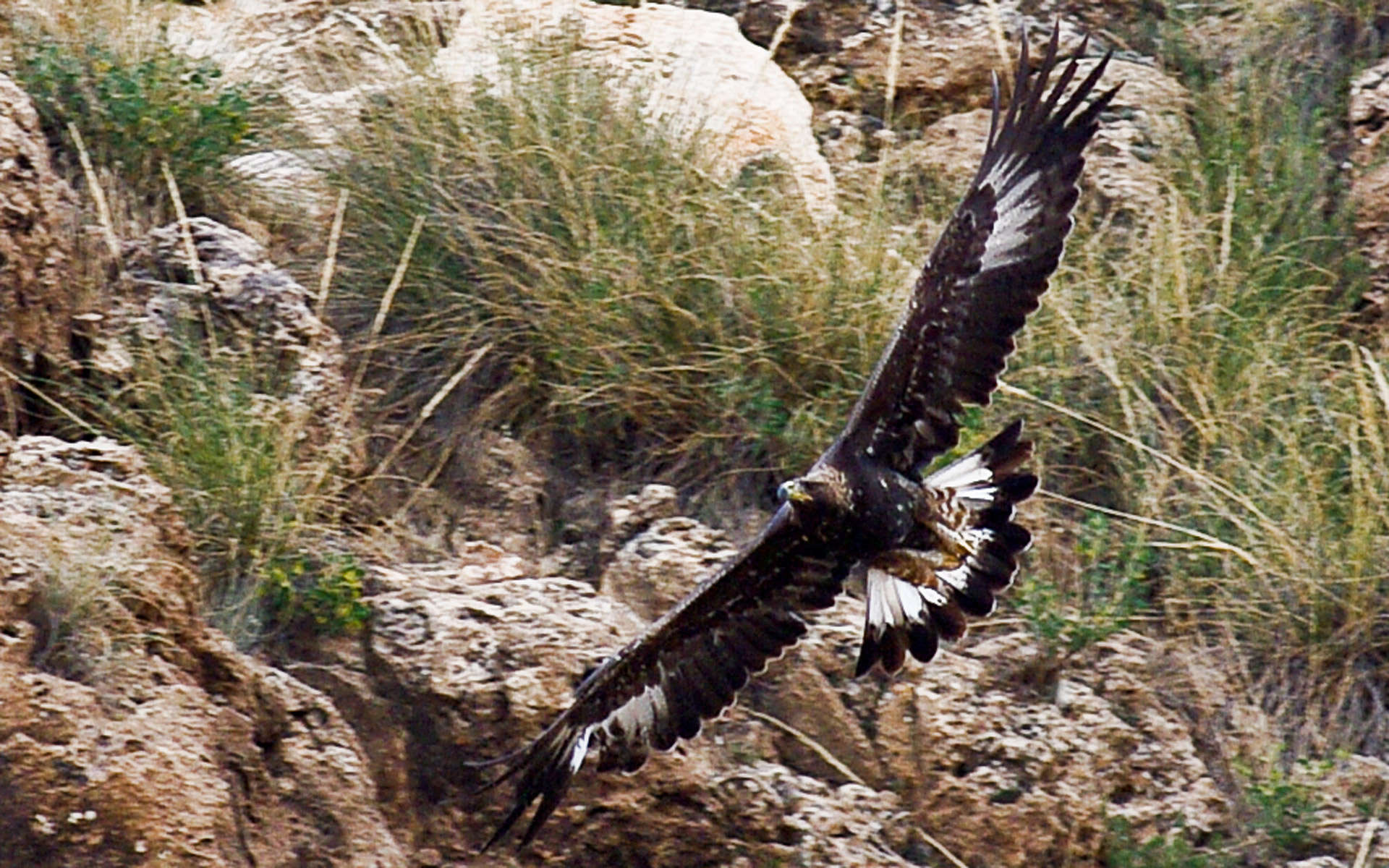 Aigle royal juvénile en vol  crédit Jerome Boisard