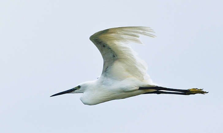 Aigrette garzette