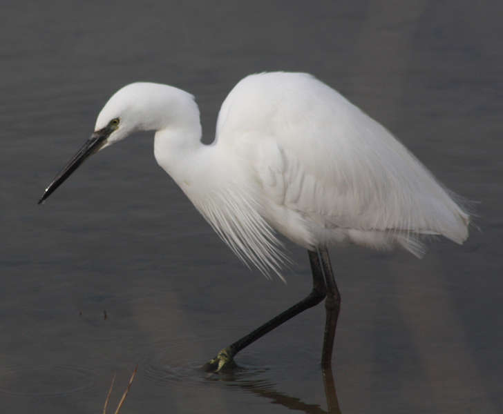 Aigrette garzette