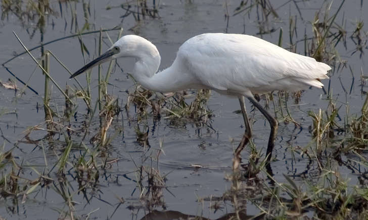 Aigrette garzette