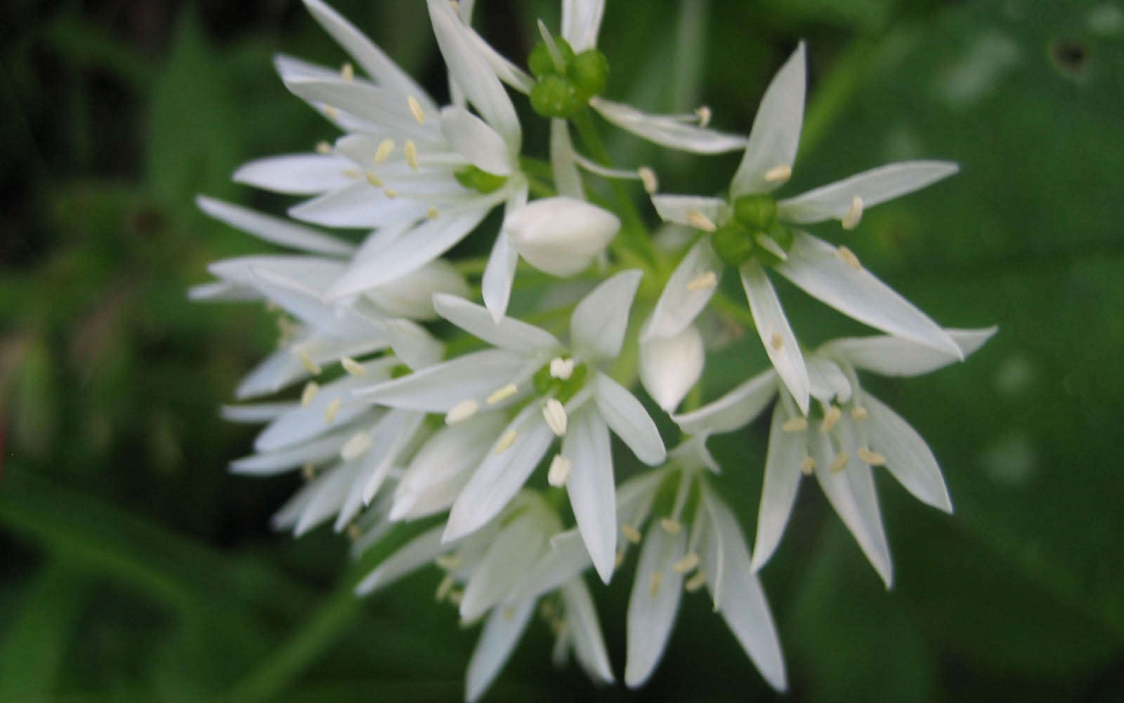 Ail des ours (Crédits : Evelyne Liauzun)