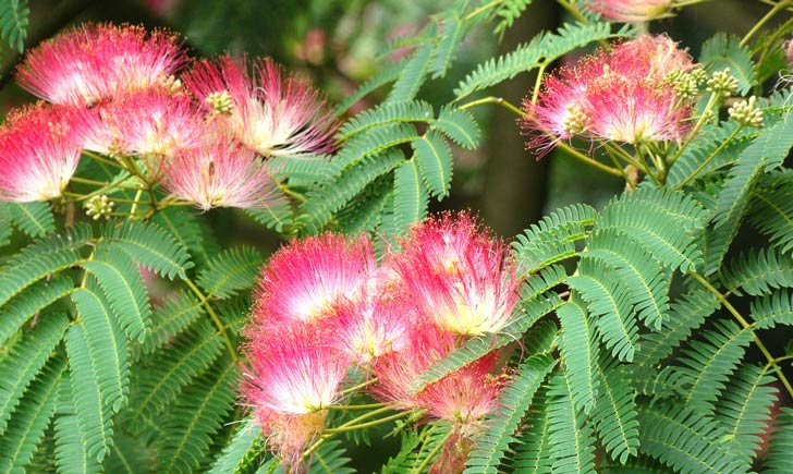 Albizia, boutons, fleurs et feuilles (Crédits : NaturServe)