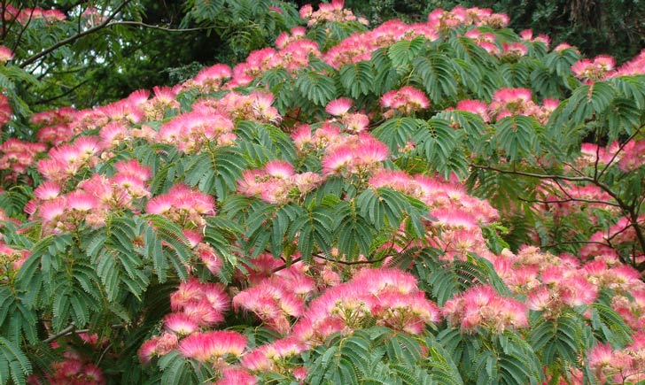 Albizia, fleurs et feuilles (Crédits : Wendy Cutler)