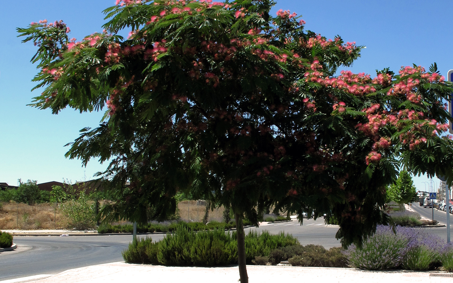 Albizia, arbre dans son ensemble (Crédits : Jacinta Iluch valero)